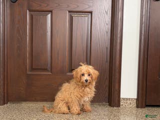 Maltipoo dogs Sissy - Ad 29