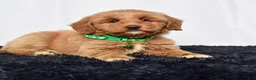 Mini Goldendoodle dogs for sale: Ms. Mona - Ad 7