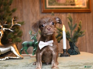 Schnoodle dogs Charlie - Ad 11