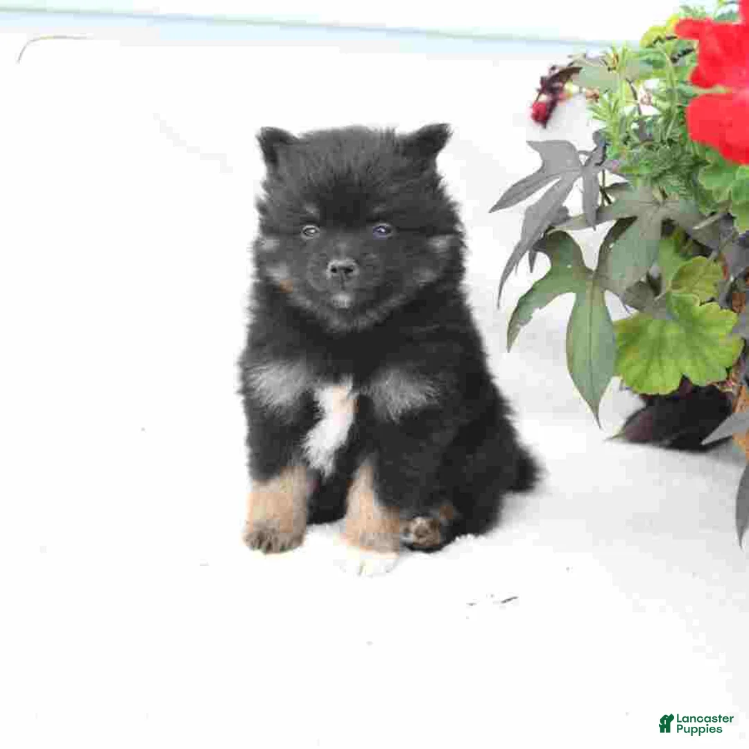 Pomeranian dogs for sale: Midnight - Ad 1