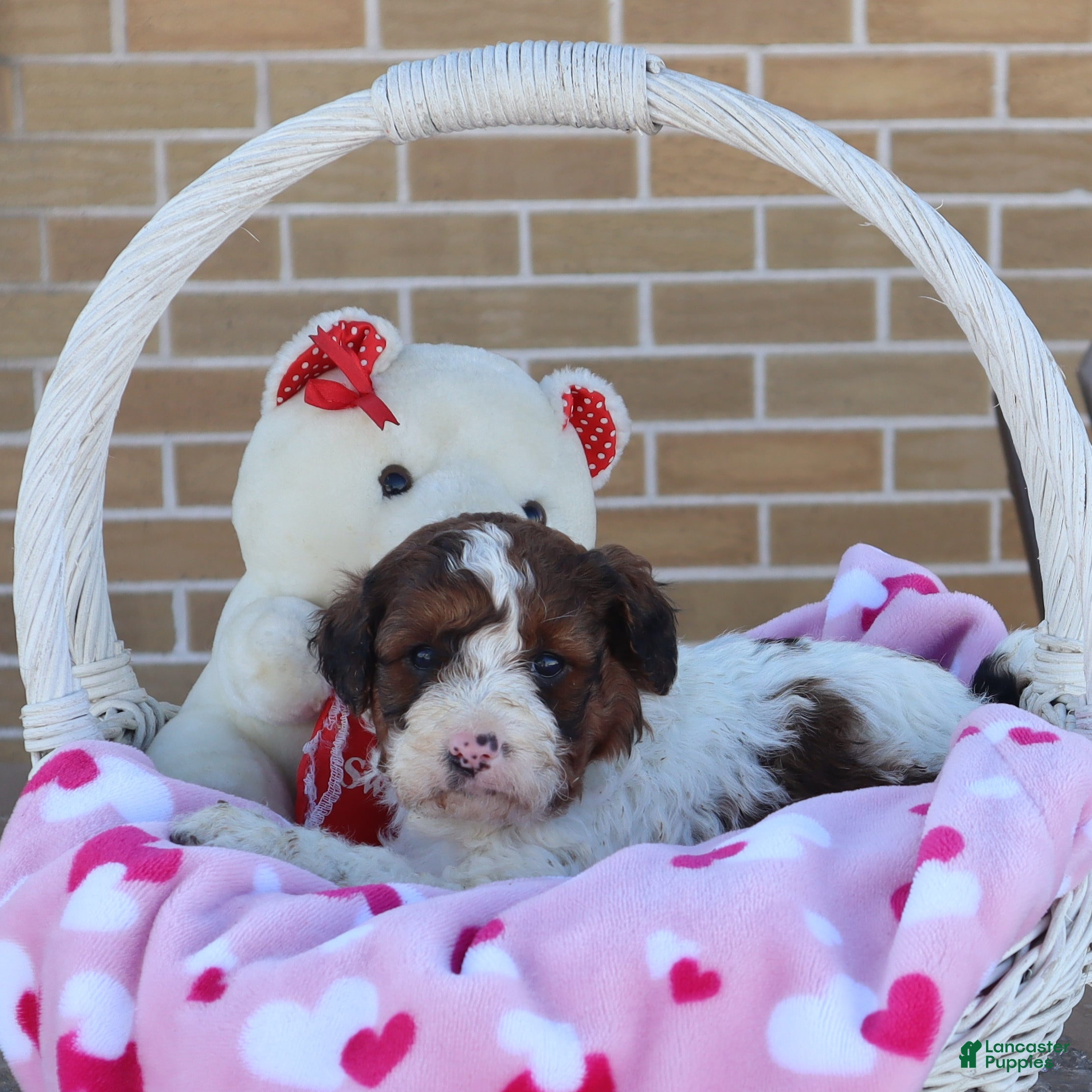 Mini Goldendoodle dogs Lance - Ad 2