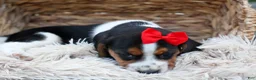 Beagle dogs for sale: Chip🐶 - Ad 14
