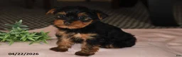 Yorkshire Terrier dogs for sale: Mocha - Ad 5