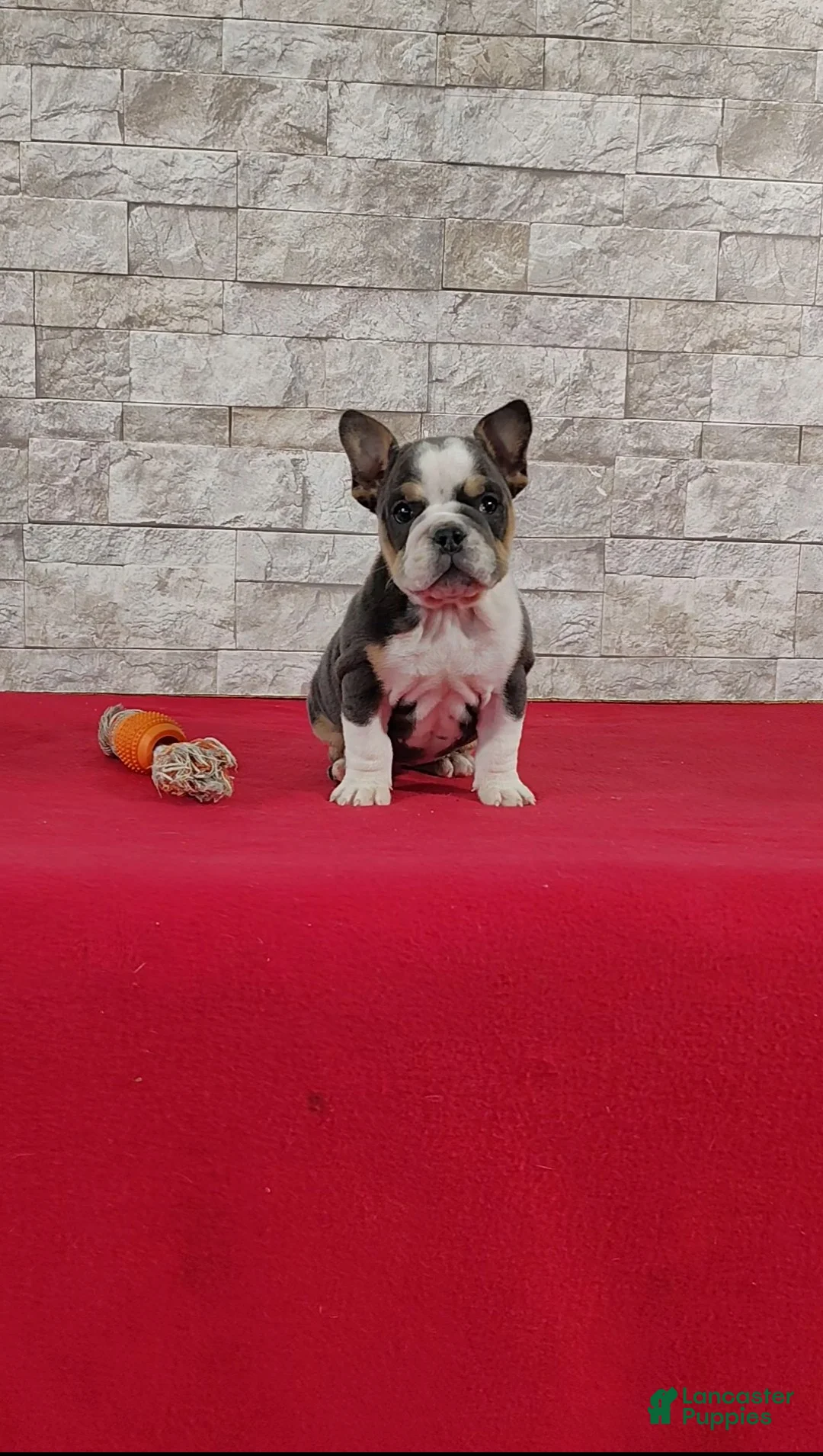 English Bulldog dogs for sale: Samantha - Ad 1
