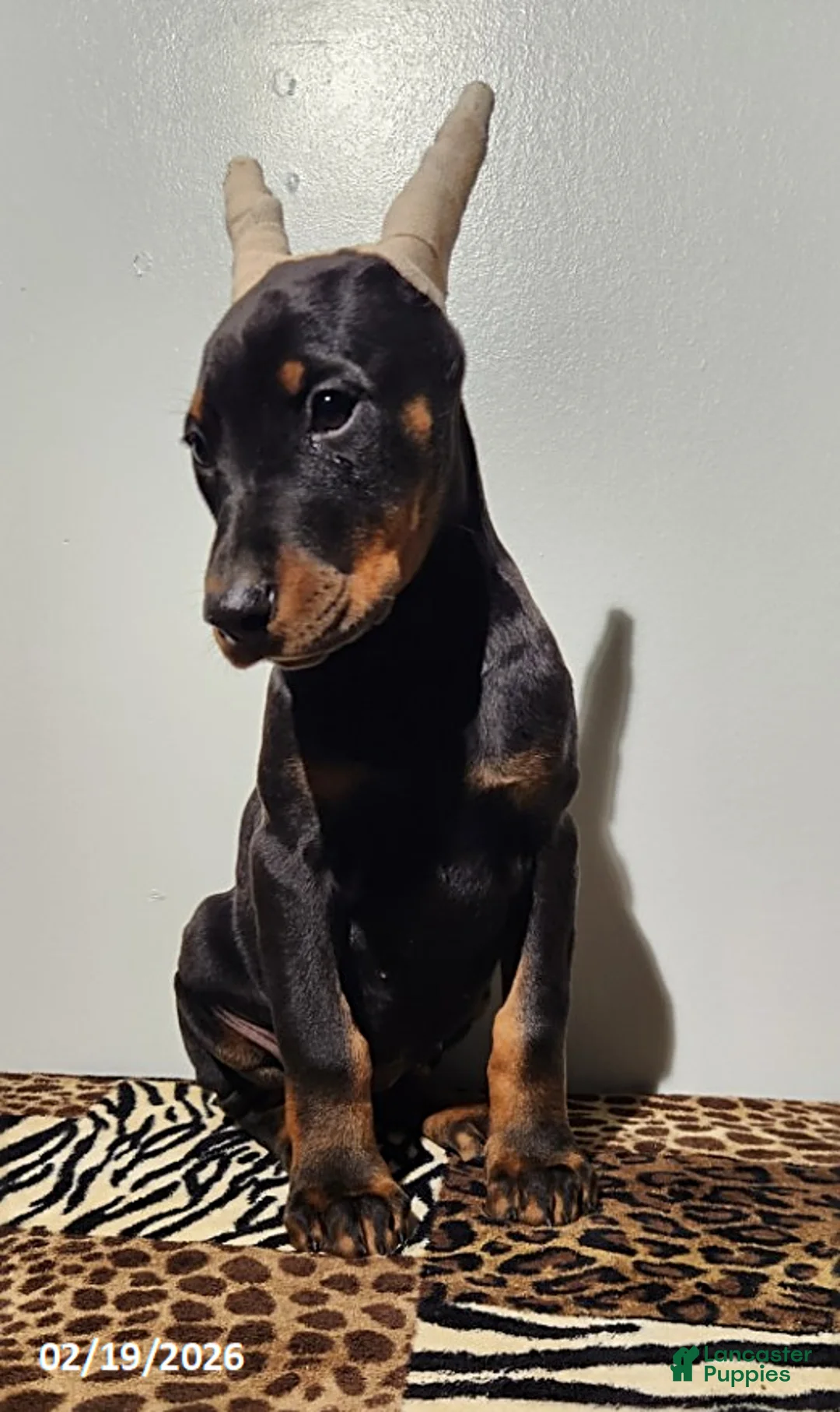 Doberman Pinscher dogs for sale: Roxy - Ad 6