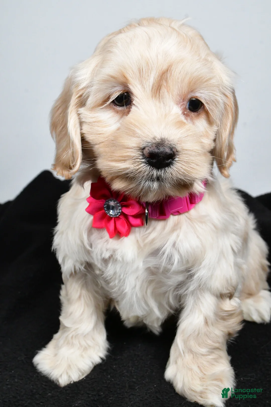 Cockapoo dogs for sale: Pearl - Ad 6