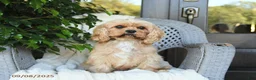 Cavapoo dogs for sale: Chips - Ad 6