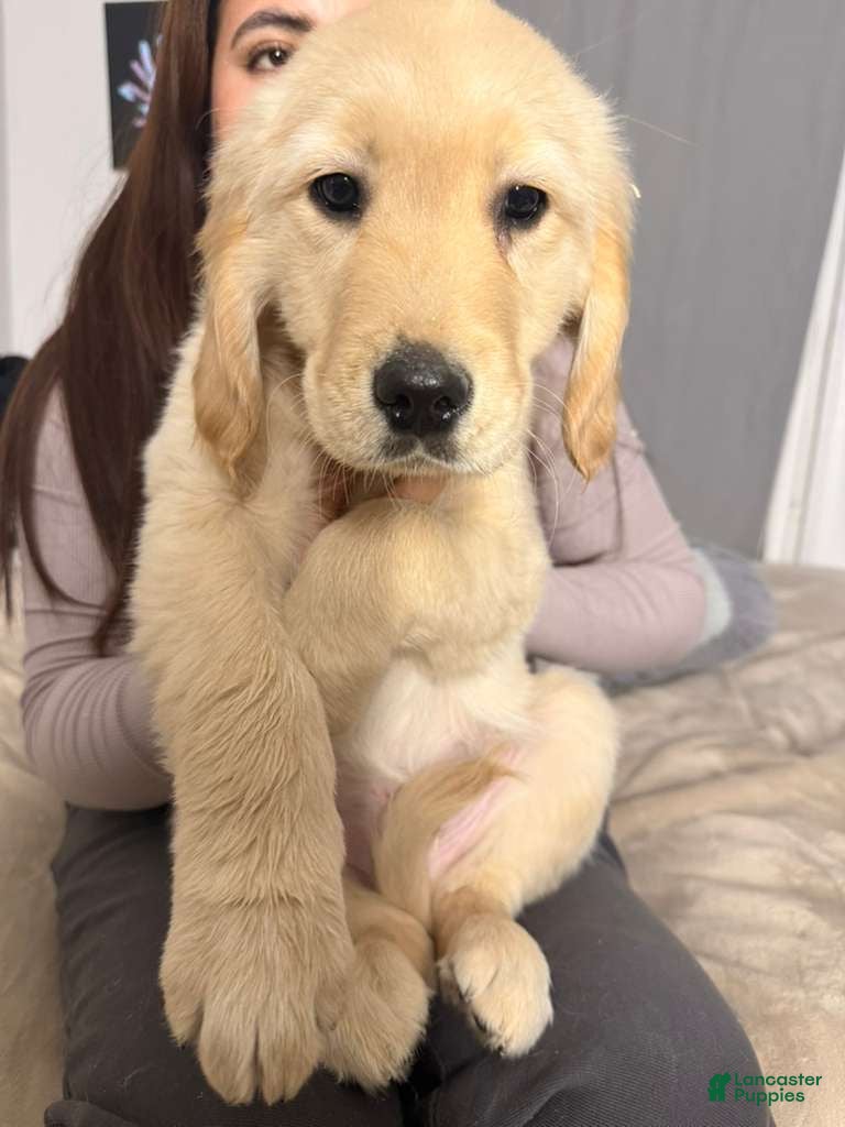 Golden Retriever dogs Golden Retriever Puppy 2 - Ad 8