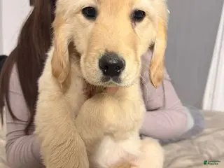 Golden Retriever dogs Golden Retriever Puppy 2 - Ad 8