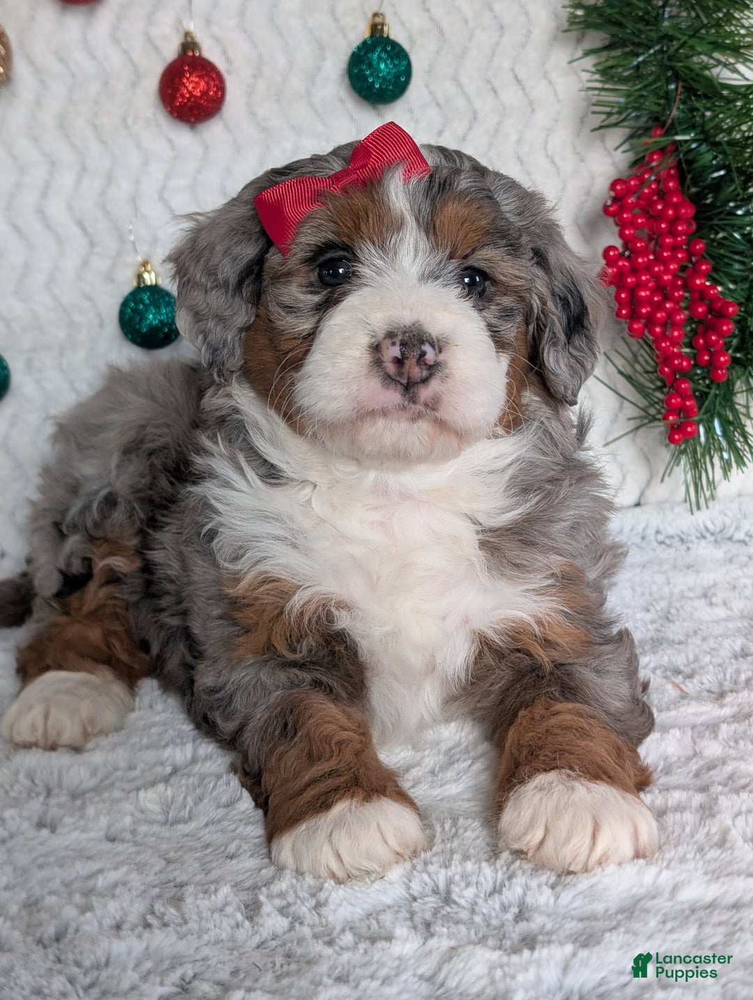 Mini Bernedoodle dogs for sale: Mini Opal  - Ad 2