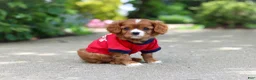 Cavalier King Charles Spaniel dogs for sale: Charlie - Ad 9