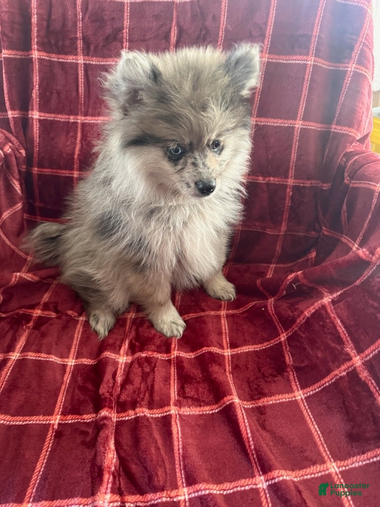 Mixed Breed dogs Peggy - Ad 2
