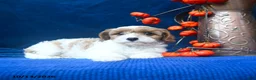 Cavapoo dogs for sale: Jaxon  - Ad 5