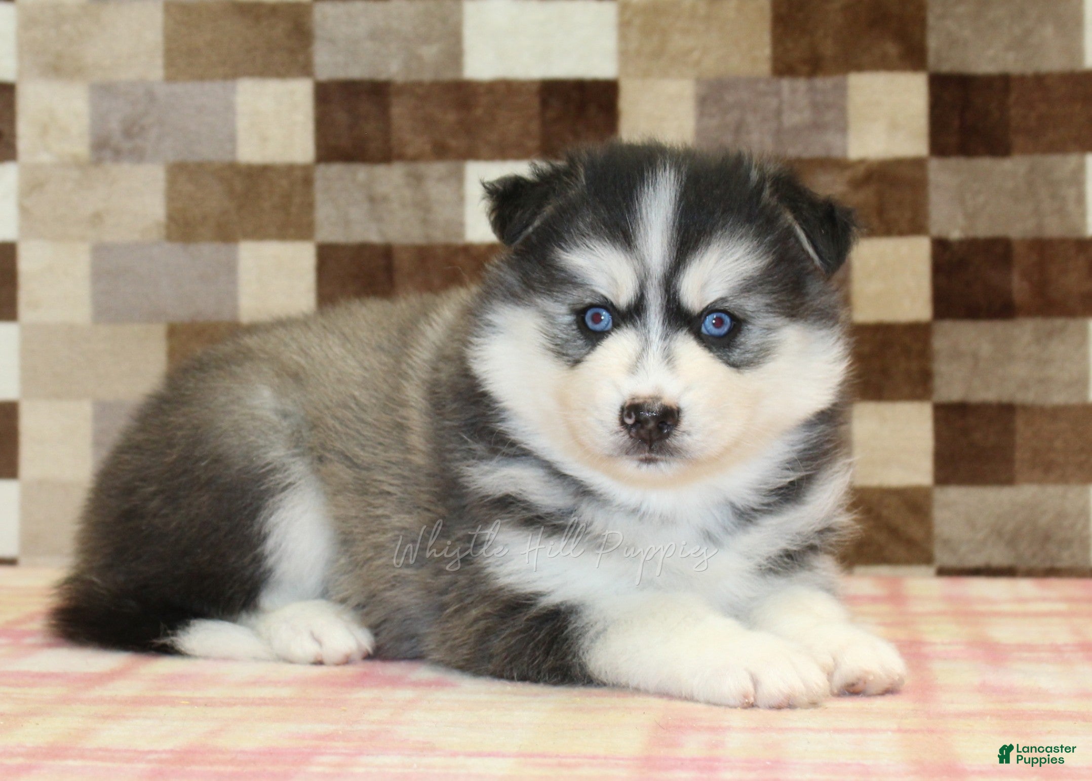 Pomsky dogs Waldo - Ad 2