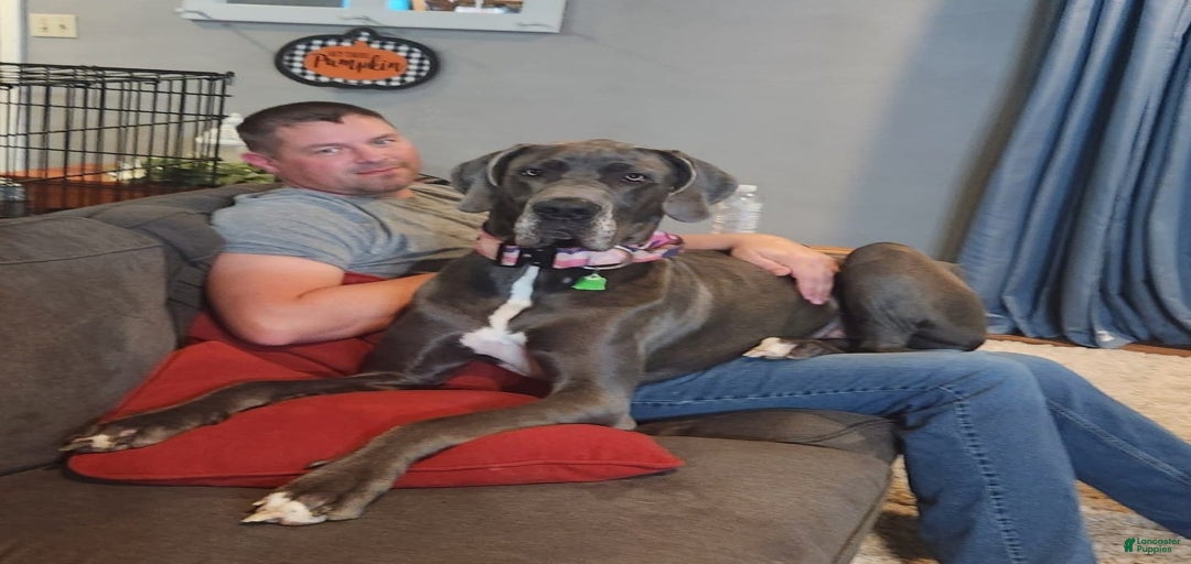 Gallery Image {{count}}