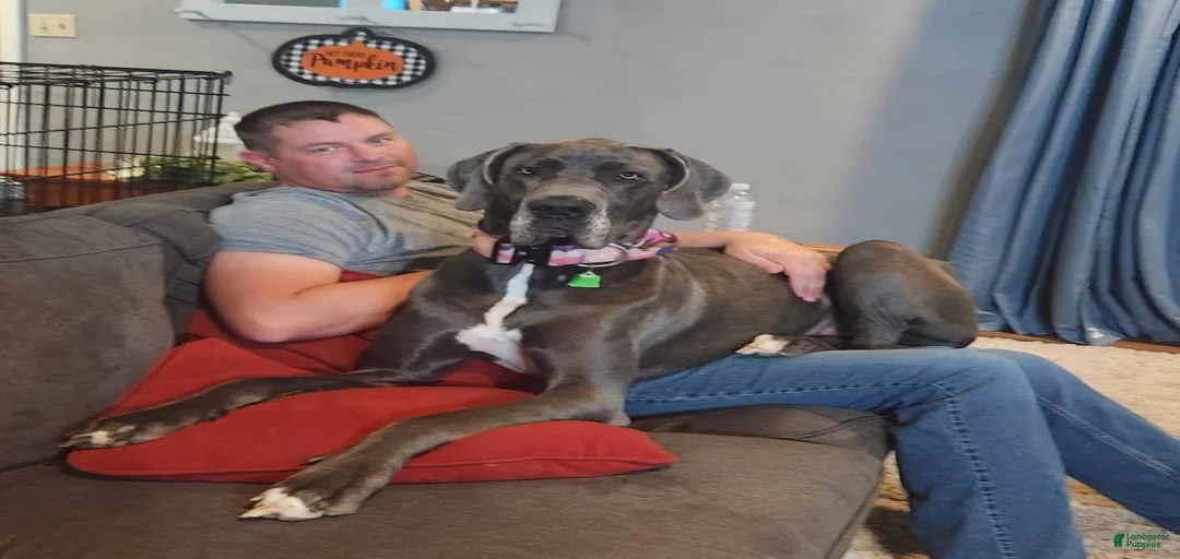 Gallery Image {{count}}