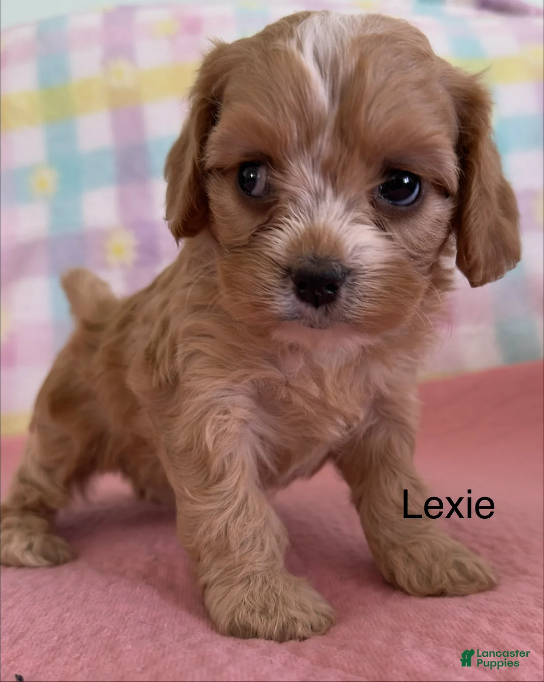 Cavapoo dogs for sale: Lexi - Ad 2