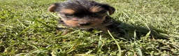 Yorkshire Terrier dogs for sale: Yorkshire Terrier 1 - Ad 2