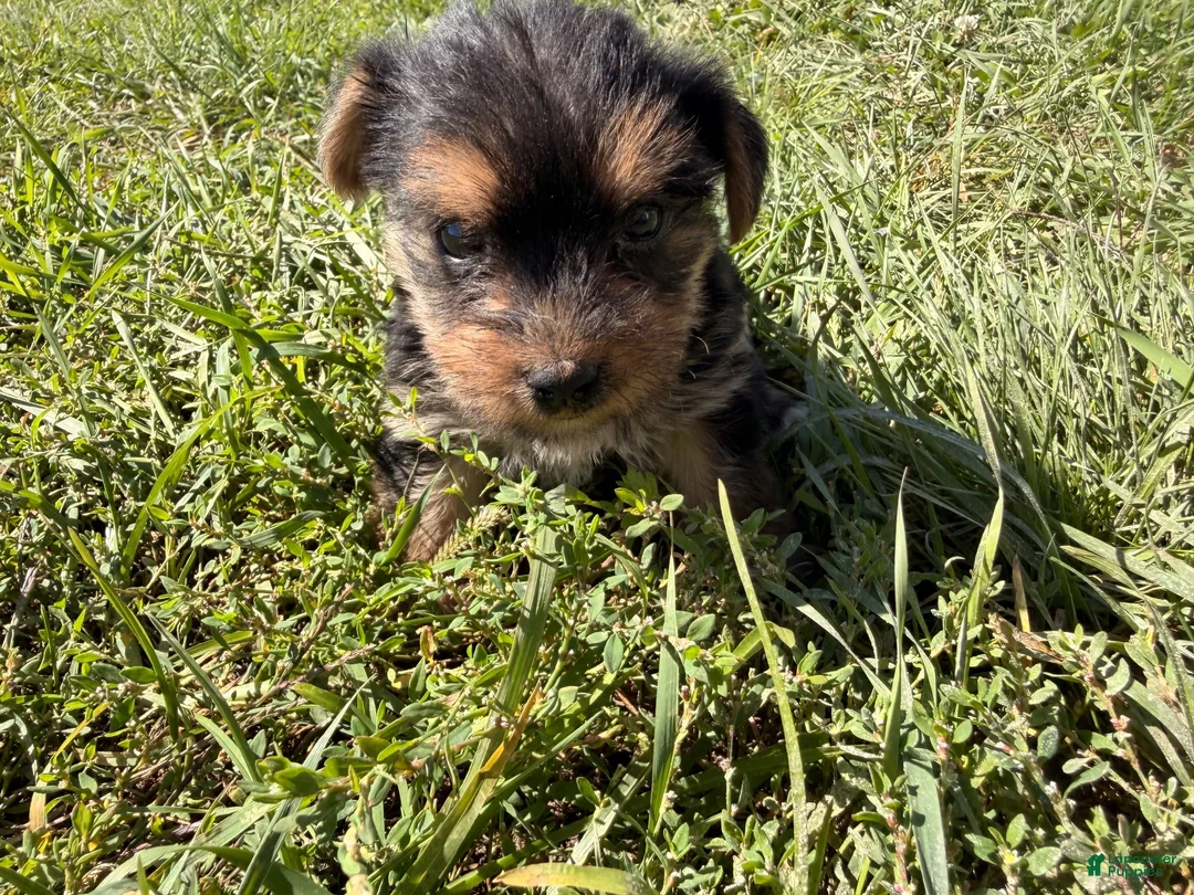 Yorkshire Terrier dogs for sale: Yorkshire Terrier 1 - Ad 2