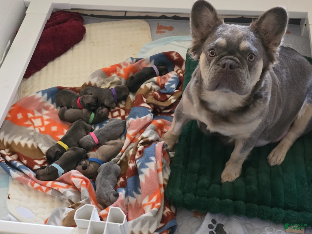 French Bulldog dogs for sale: French Bulldog Puppy 6 - Ad 2