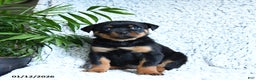 Rottweiler dogs for sale: Zara - Ad 2