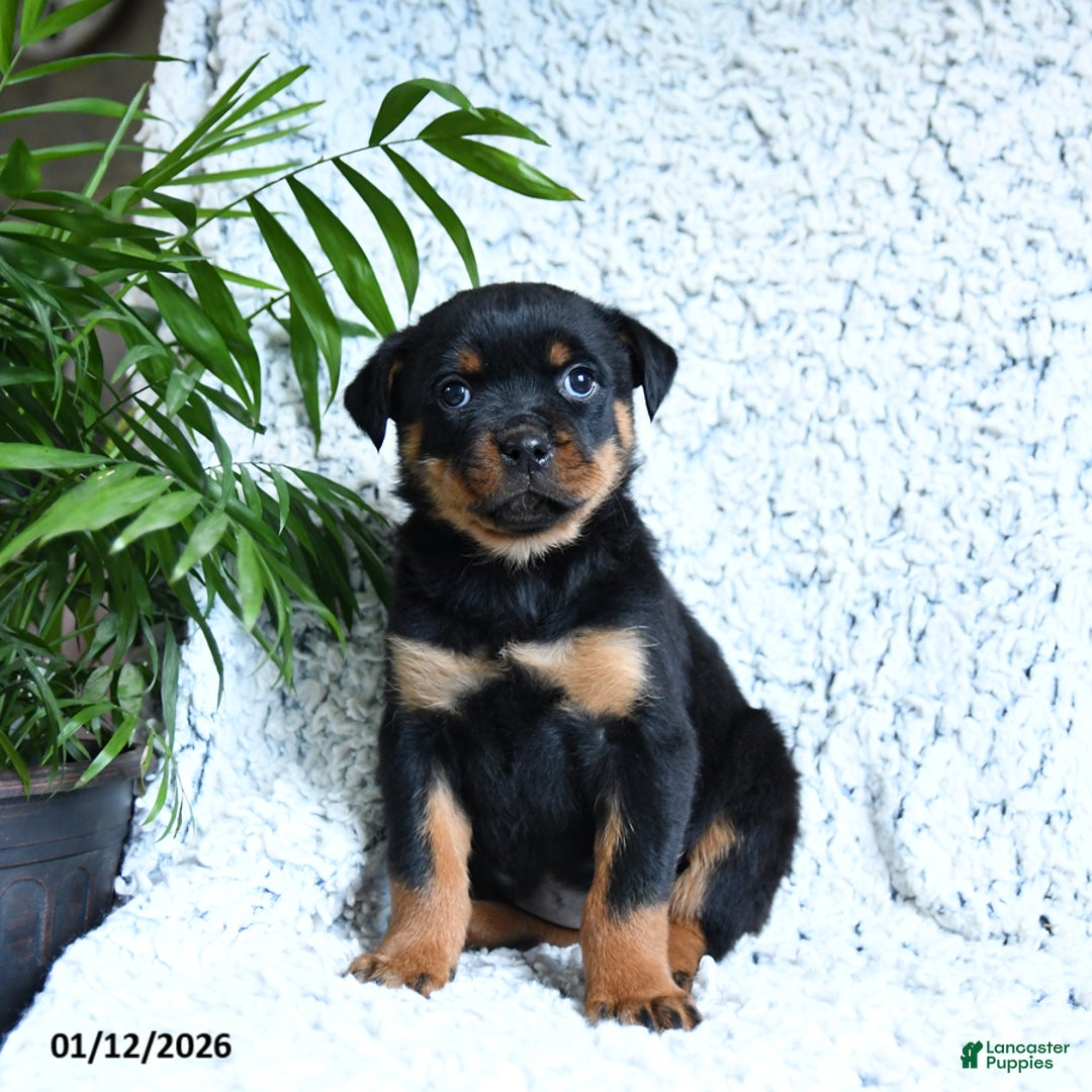 Rottweiler dogs for sale: Zara - Ad 2