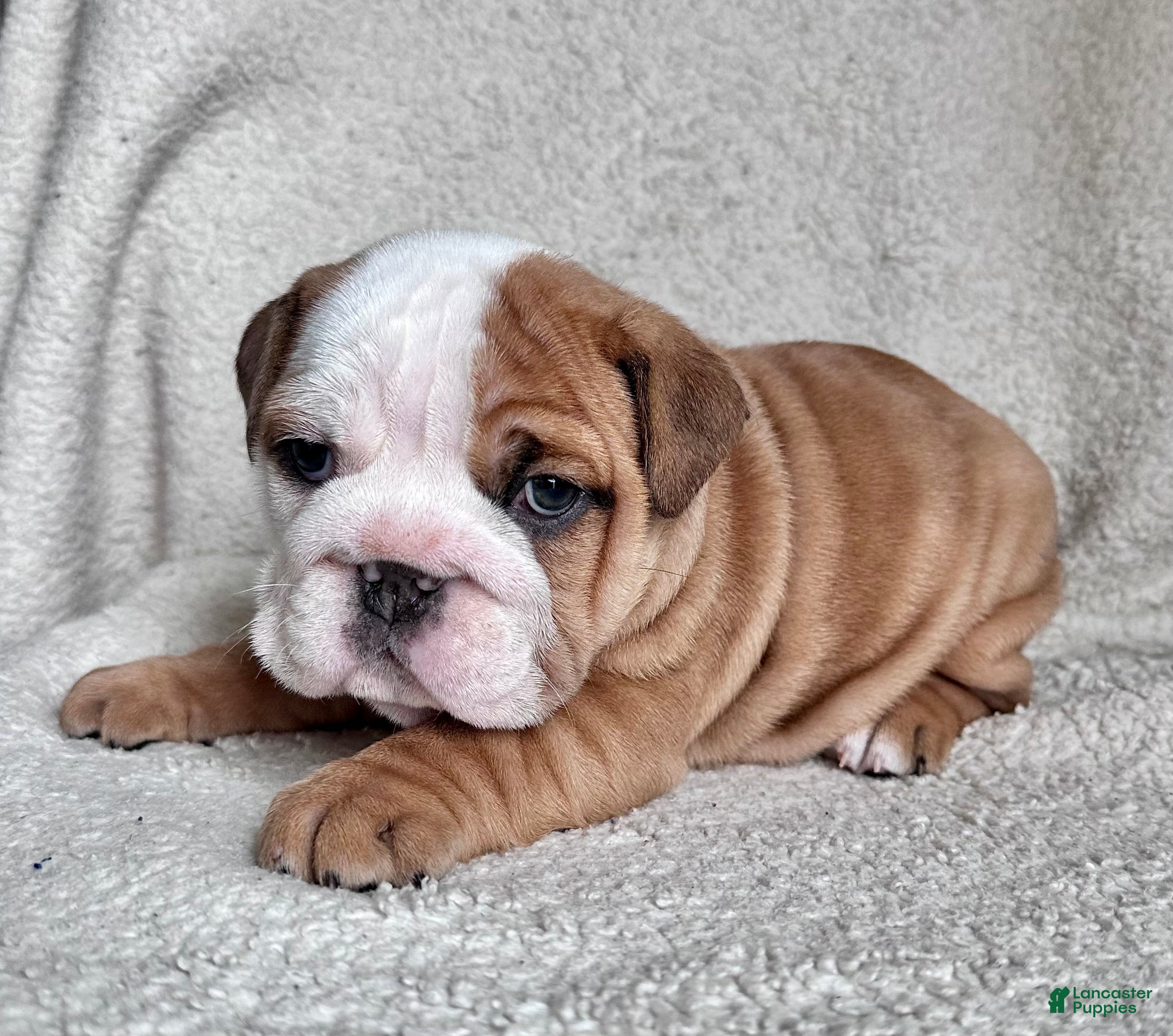 English Bulldog dogs Mabel - Ad 35