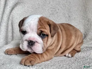 English Bulldog dogs Mabel - Ad 12