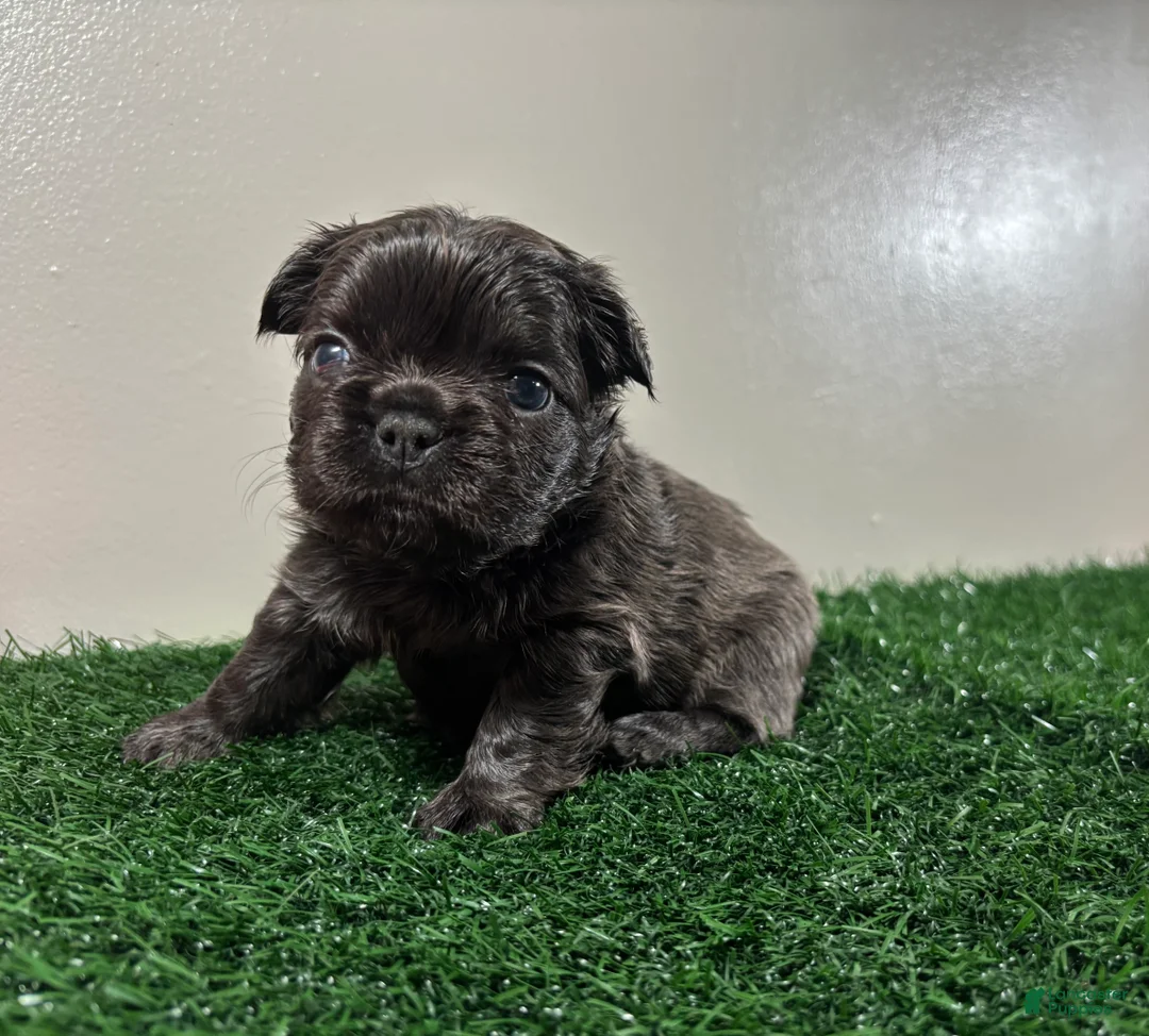 French Bulldog dogs for sale: Zoe - Ad 1