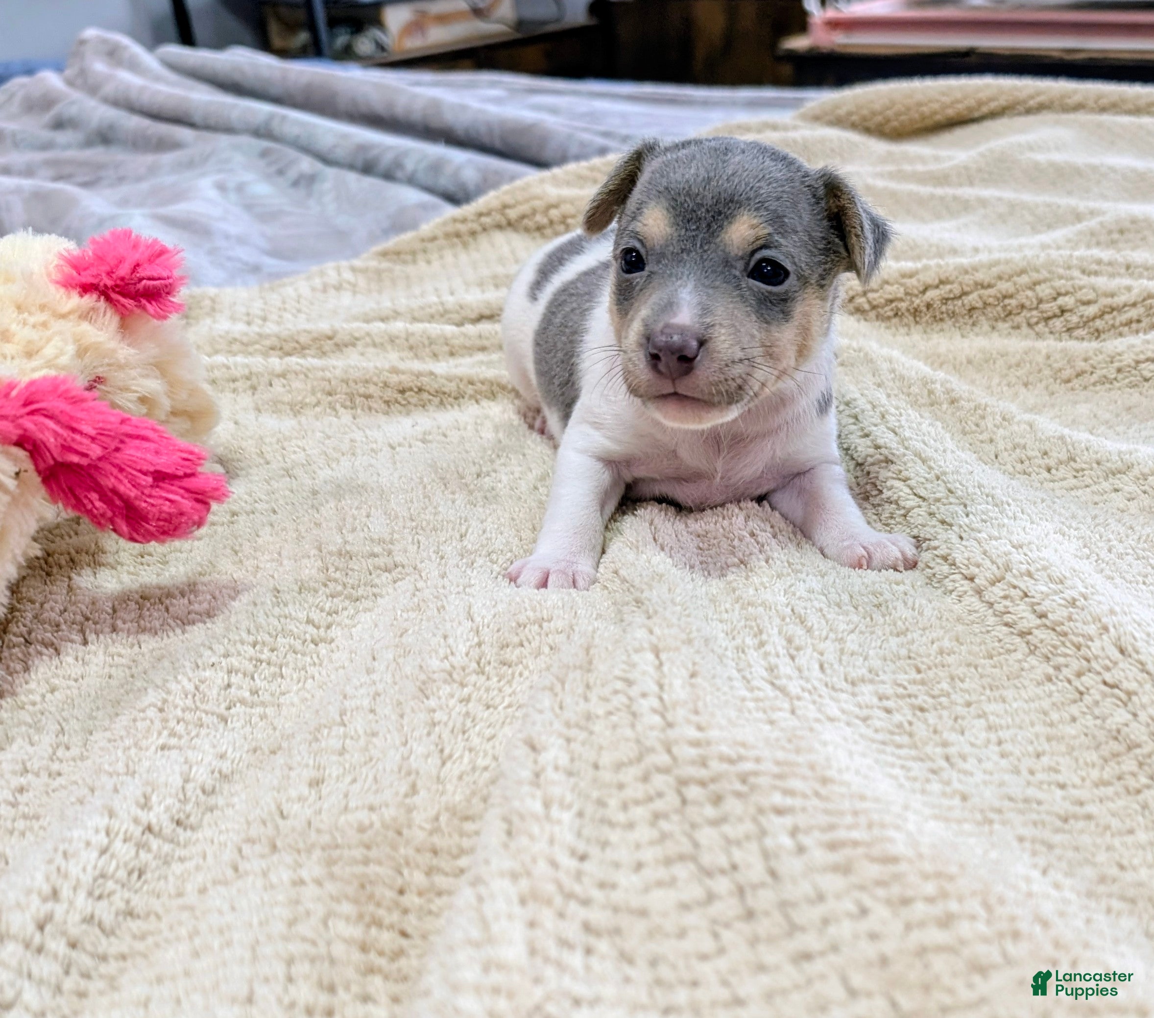 Rat Terrier dogs Freddy - Mini Rat - Ad 2