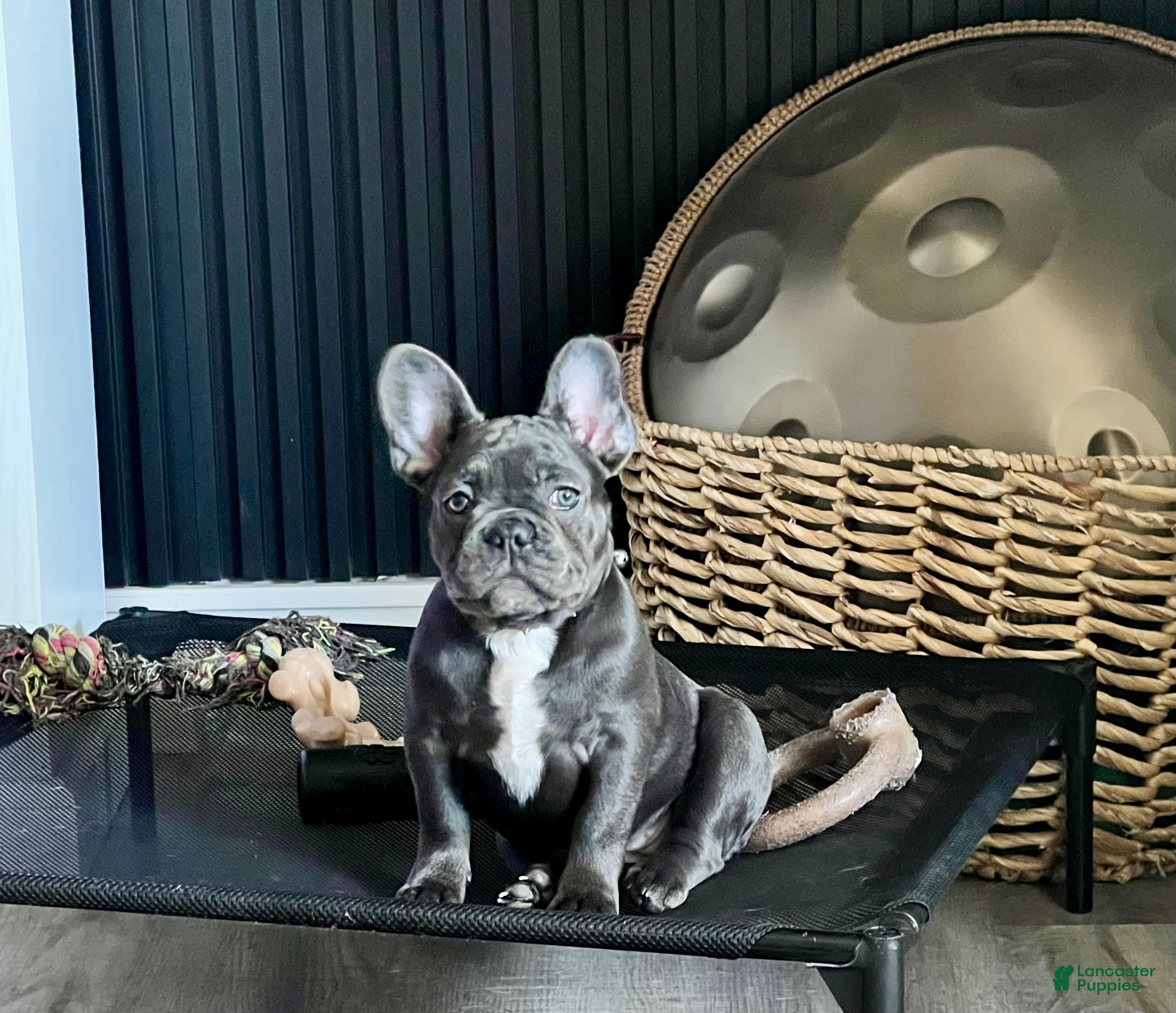 French Bulldog dogs MISO - Ad 33