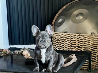 French Bulldog dogs MISO - Ad 33