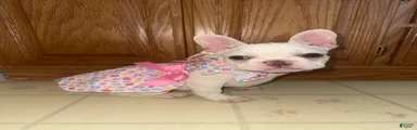French Bulldog 2