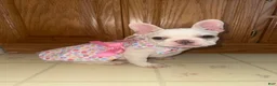 French Bulldog dogs for sale: French Bulldog 2 - Ad 1