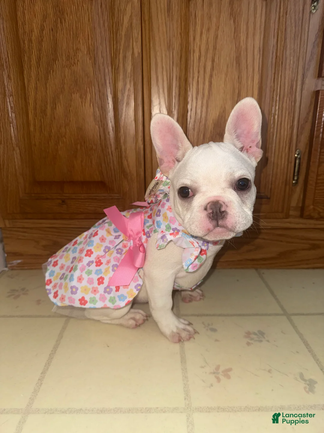 French Bulldog dogs for sale: French Bulldog 2 - Ad 1