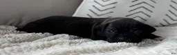 Boxer dogs for sale: Maddox  - Ad 1