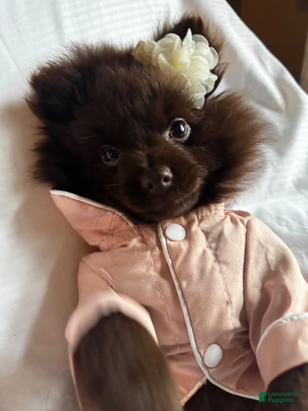 Pomeranian dogs for sale: Pomeranian 1 - Ad 2
