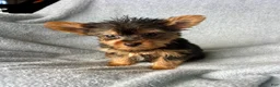 Yorkshire Terrier dogs for sale: Stanley-Yorkshire Terrier 1 - Ad 2
