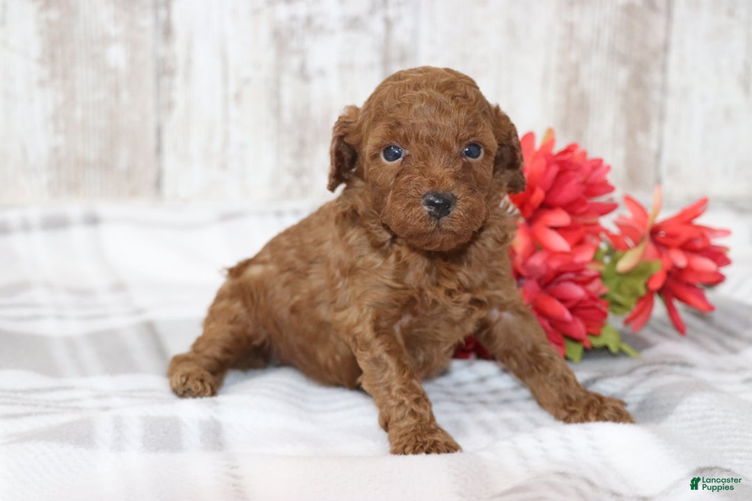 Miniature Poodle dogs for sale: Arnie  - Ad 2