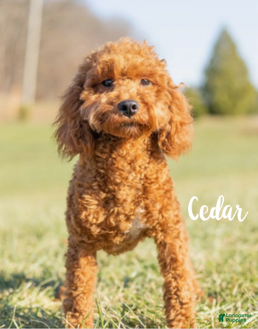 Mini Goldendoodle dogs for sale: Harrison, F1b Mini Goldendoodle - Ad 5