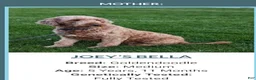 Goldendoodle dogs for sale: Zoe - Ad 5