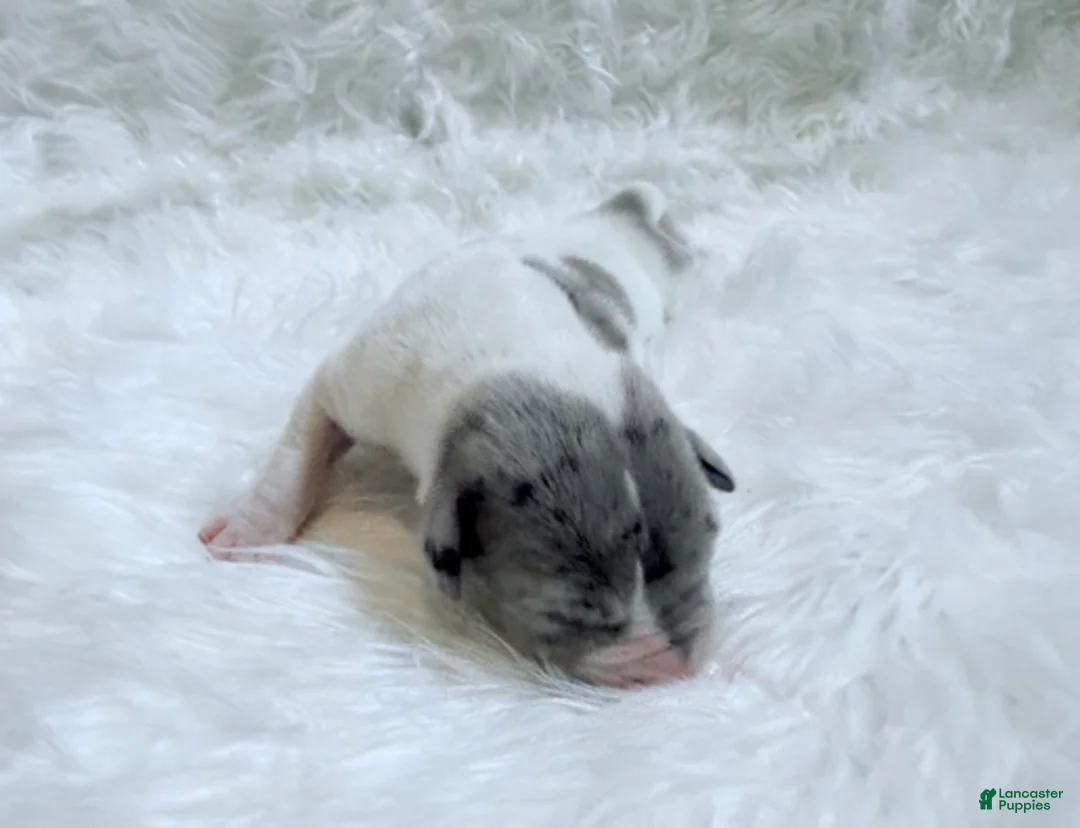 Great Dane dogs for sale: Mike - Ad 9