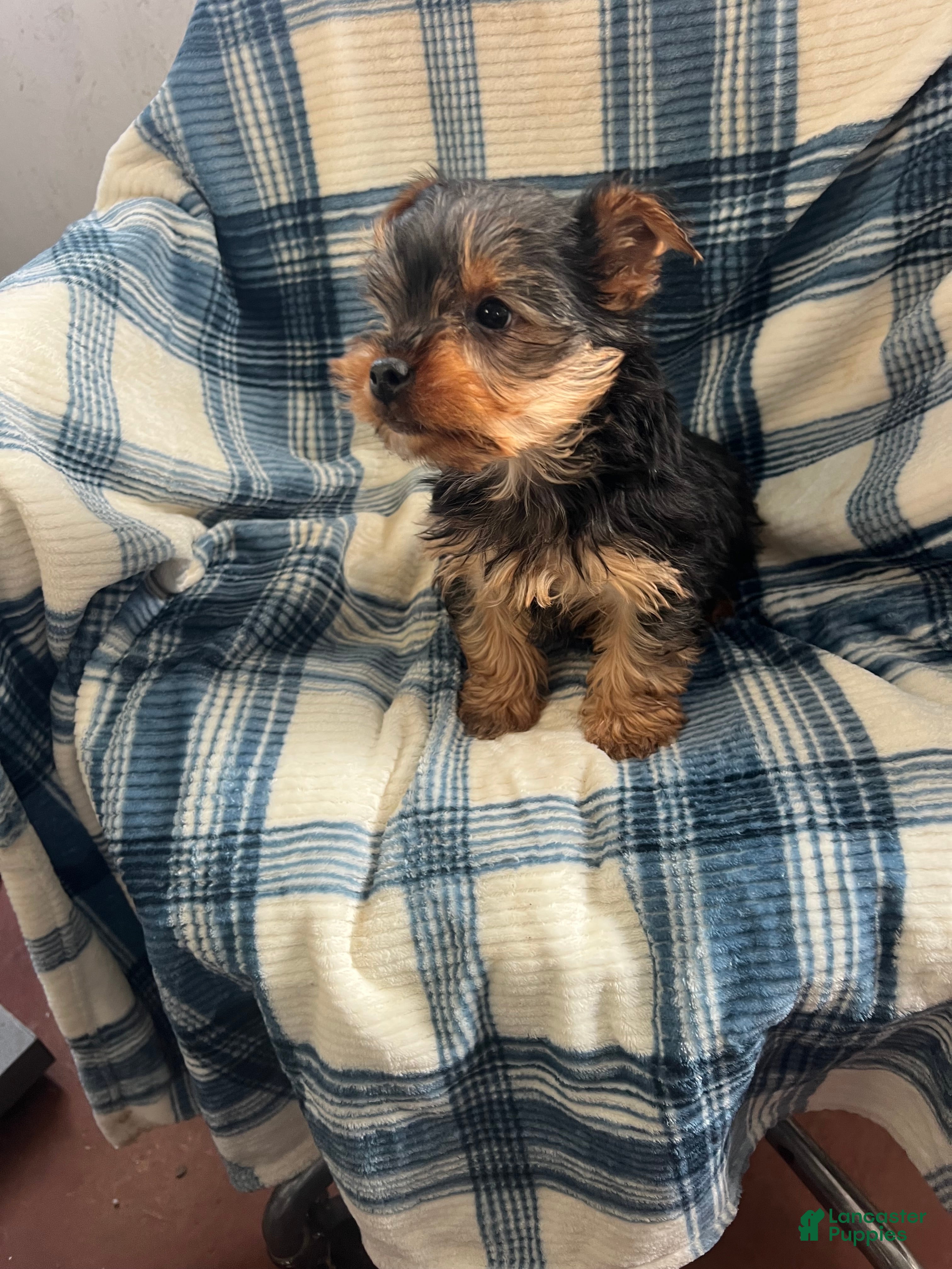 Yorkshire Terrier dogs Walter - Ad 2