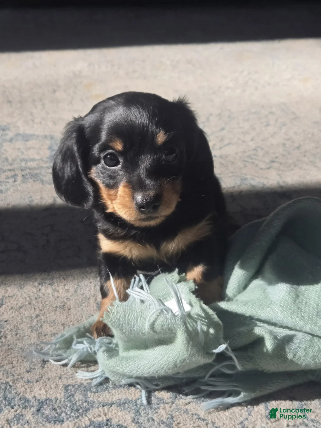 Miniature Dachshund dogs for sale: Miniature Dachshund Puppy 1 - Ad 3