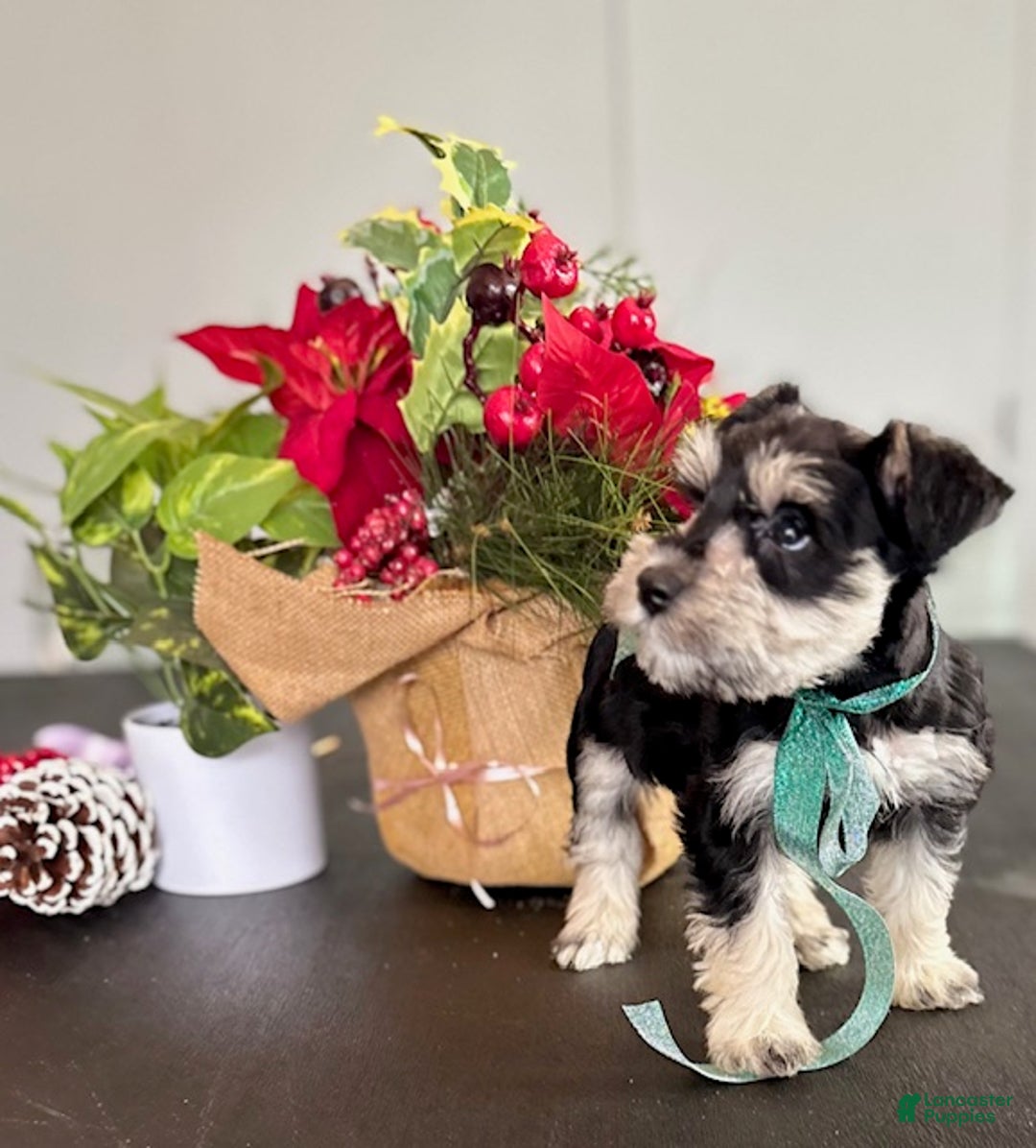 Miniature Schnauzer dogs for sale: Sparky - Ad 10