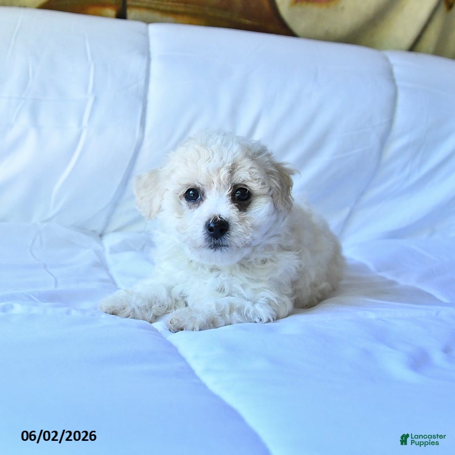 Bichon Frise dogs Angel - Ad 2