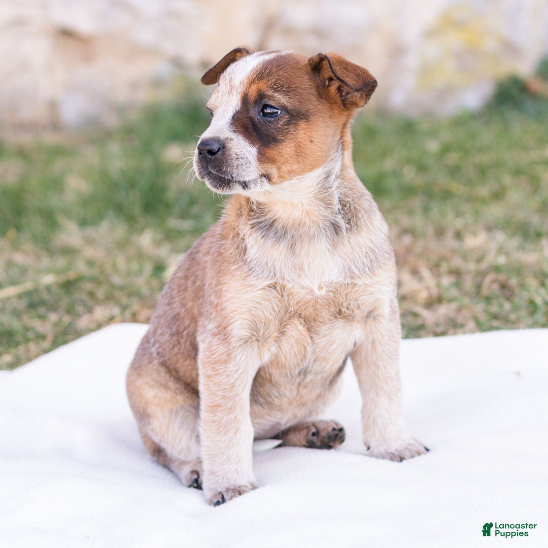 Mixed Breed dogs for sale: Harriet  - Ad 4