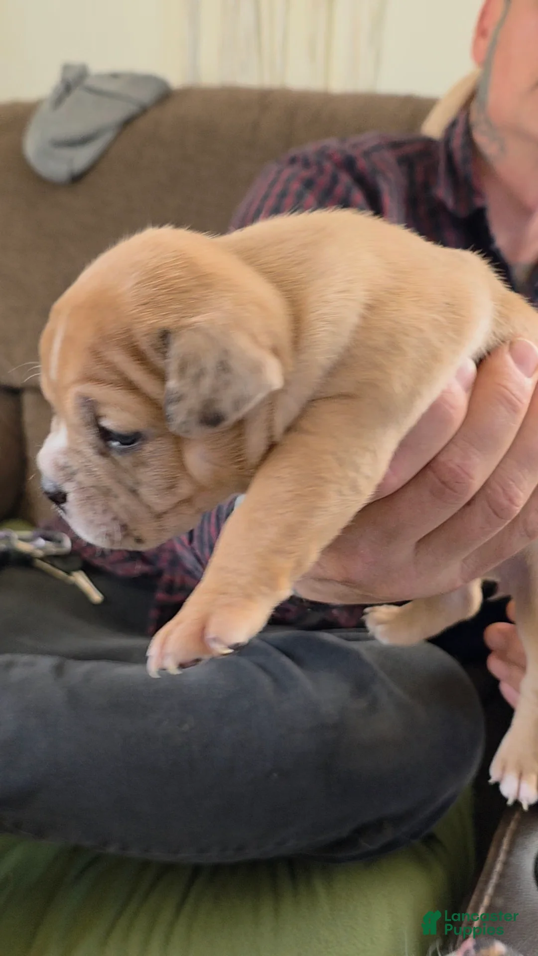 American Bully dogs for sale: Stella - Ad 2