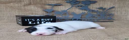 Jack Russell Terrier dogs for sale: Paige purebred JRT DELIVERY AVAILABLE  - Ad 4