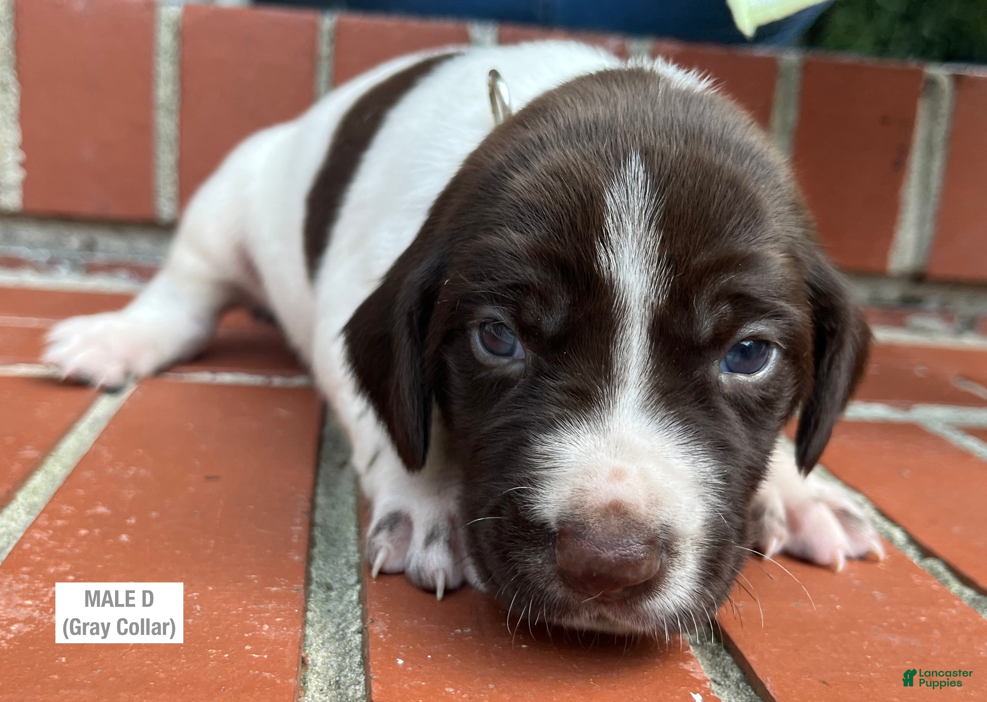German Shorthaired Pointer dogs German Shorthaired Pointer (MALE D) - Ad 1